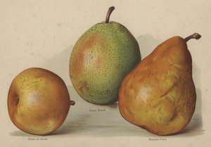 Olivier de Serres，复活节黄油，新富尔维亚 作者 英语学校